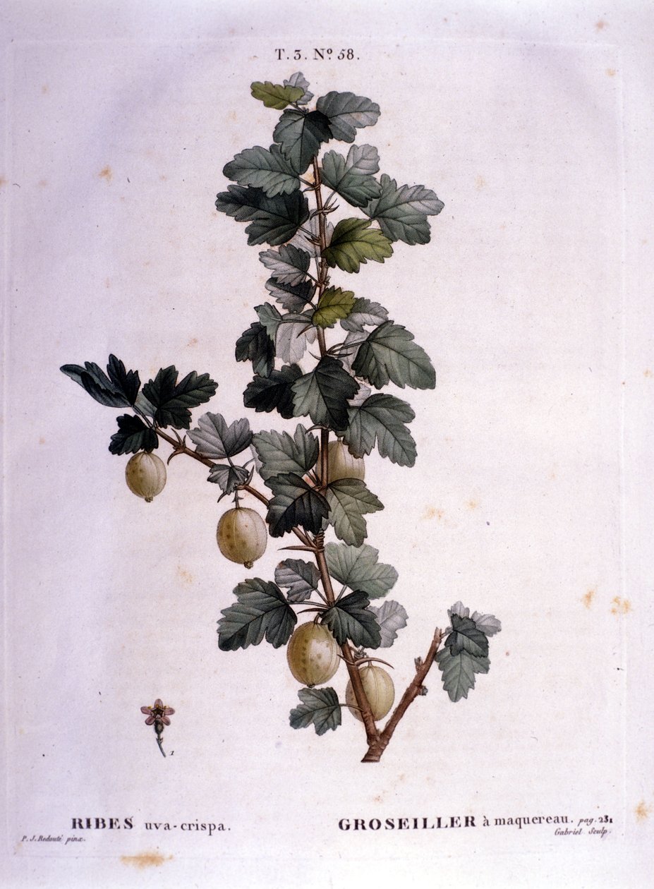 Corinto branco ou cavala: tabuleiro botânico do século XIX. de Unknown artist