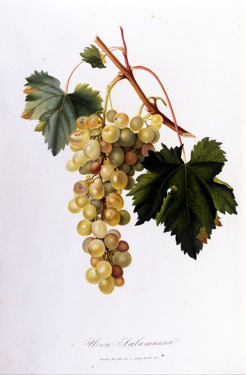 Uvas brancas. Gravura do século XIX. de Unknown artist