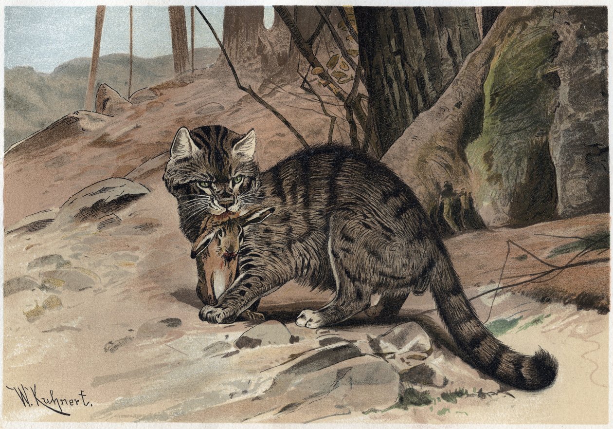 Wild Cat - O gato selvagem (Felis silvestris) - gravura de "Brehm