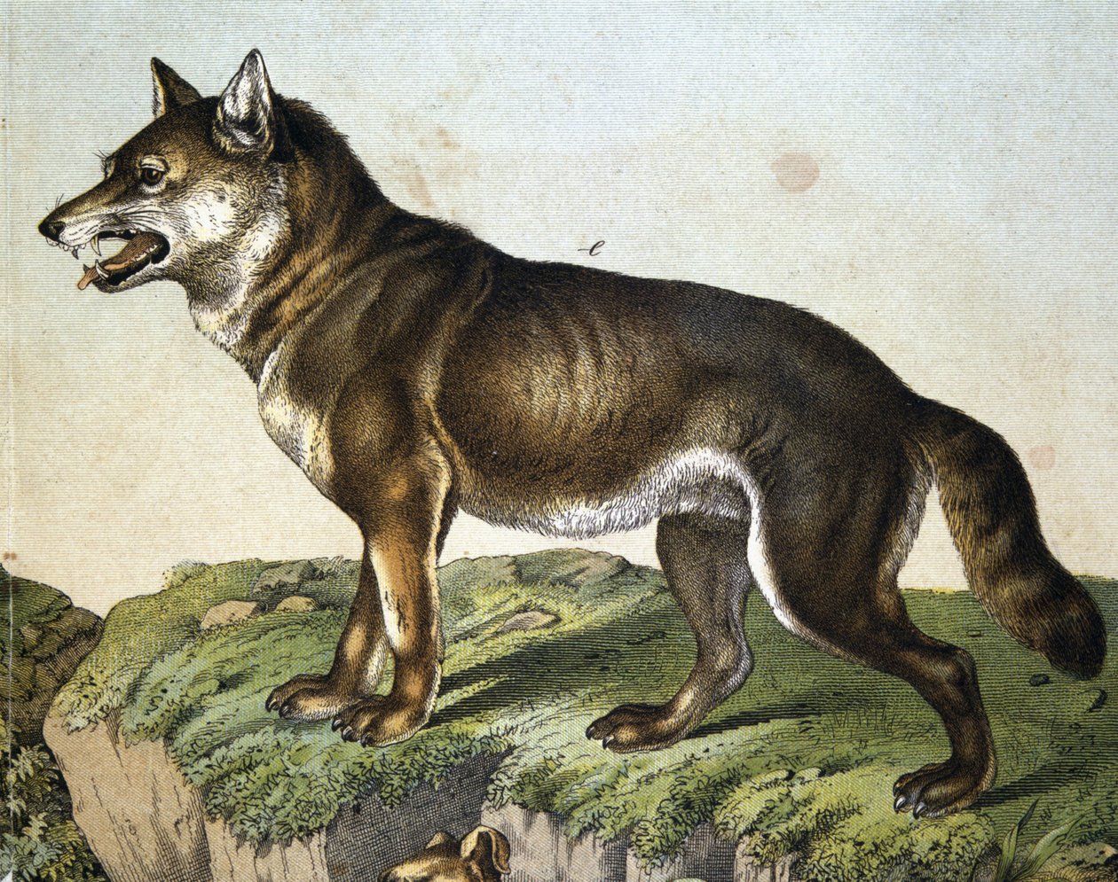 Wolf - em "História Natural dos Mamíferos", ed. Schreiber, Munique de Unknown artist