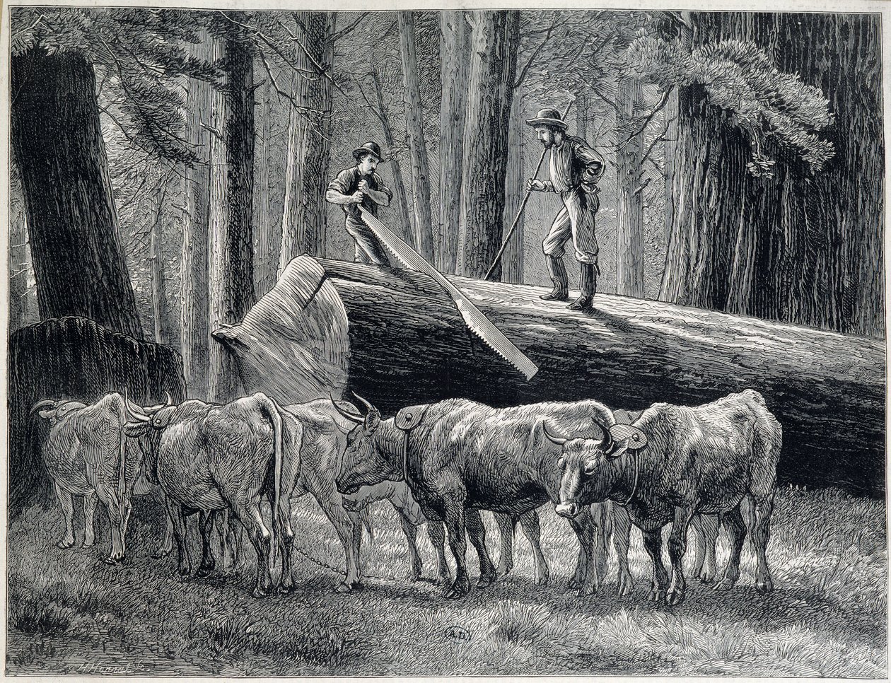 Lenhadores em uma floresta de madeira vermelha na Califórnia - gravura de Unknown artist