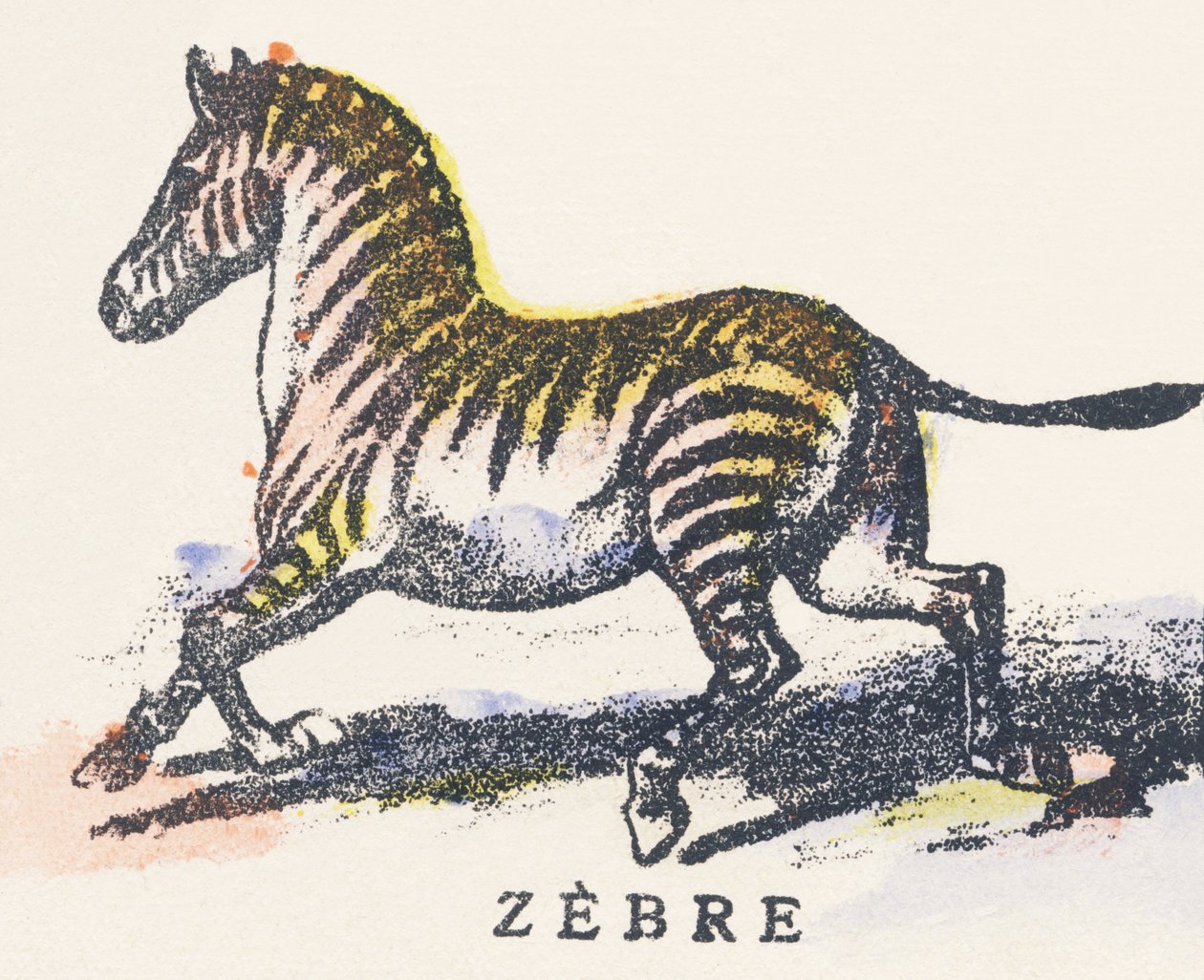 Z: zebra de Unknown artist