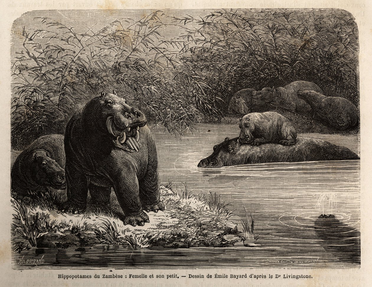 Hippotamus zambiano: fêmea e seus jovens refrescando no rio. Gravura para ilustrar as primeiras viagens do Dr. Livingstone à África Austral entre 1840 e 1856, no "Le tour du monde, nouveau journal des voyages" publicado sob a direcção de Edouard Cha de Unknown artist