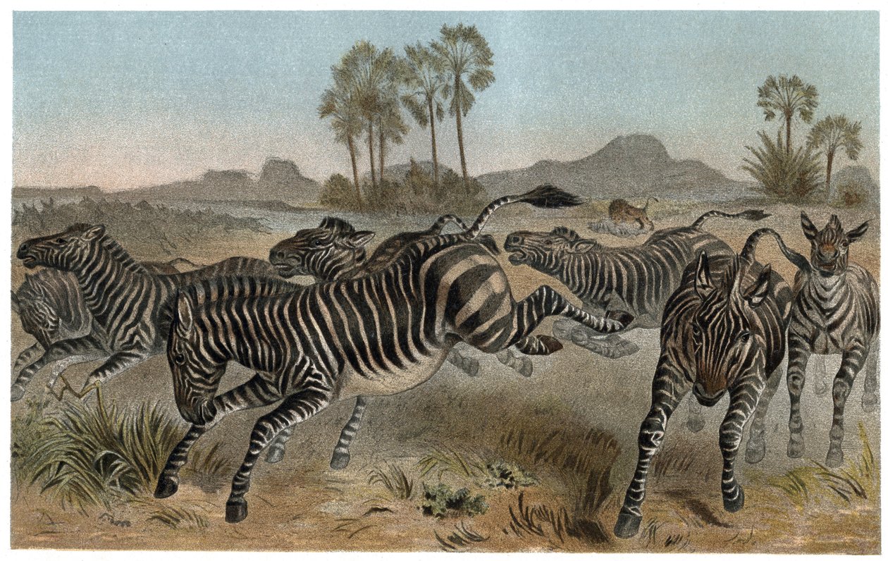 Zebra - Zebras - equídeos africanos (família dos cavalos) - gravura de "Brehm