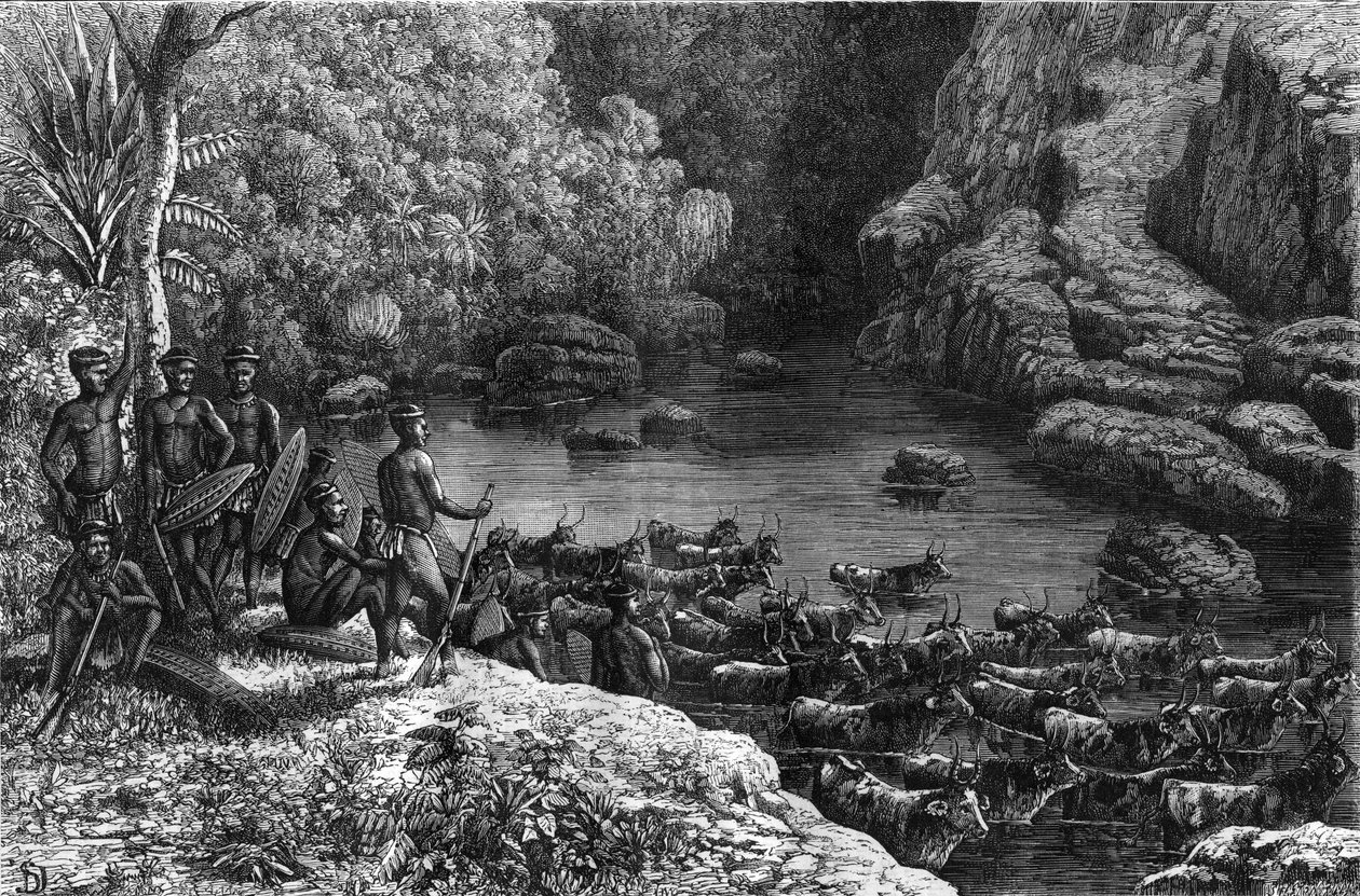 Zulouland na África: como a floresta não oferece os recursos necessários, a tribo Zulu é obrigada a descer para as planícies onde cultiva e cria gado. Gravura em "La Nature". de Unknown artist