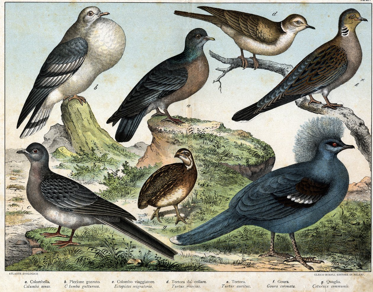 a: Pombo colombiano (Columba oenas), b: Pombo mongol (Columba gutturosa), c: Pombo migratório (Etopistes migratoria), d: Pomba turca (Turtur risorius), e: Pomba da floresta (Turtur auritus), f: Goura (Goura coronata), g: Codorniz de trigo (Coturnix communi de Unknown artist