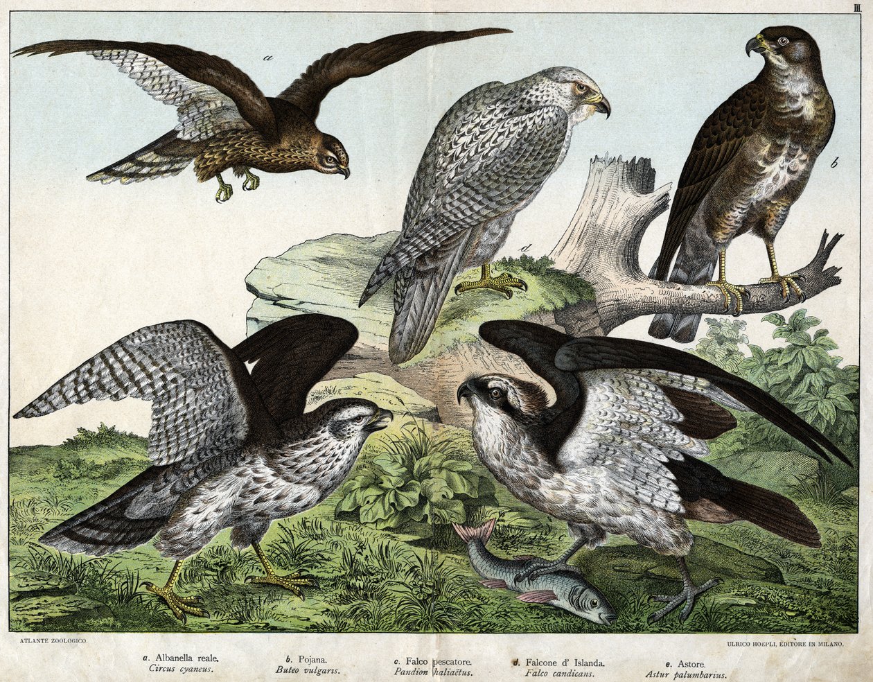 a: Águia ou busard real, b: bico, c: falcão pescador, d: falcão islandês, e: cerca = astore - em "Natural History of Birds", ed. Hoepli, Milão de Unknown artist