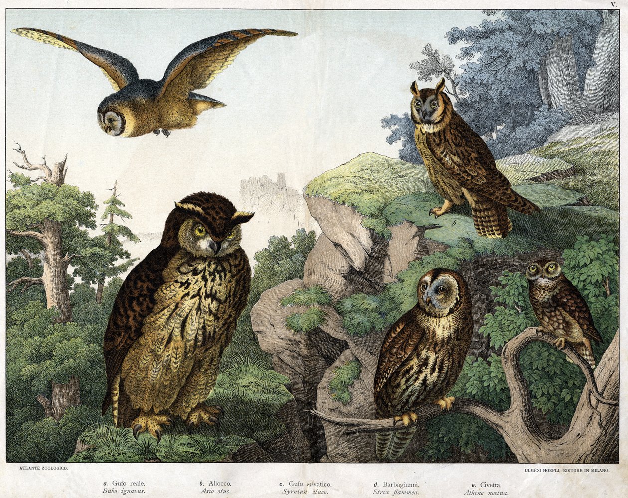a: Coruja Dourada (Bubo ignavus), b: Hulotte (cat-huant) (concha Asio), c: Coruja brava (Syrnium aluco), d: Coruja (Strix flammea), e: Coruja (Athene noctua) - em "Natural History of Birds", ed. Hoepli, Milão de Unknown artist