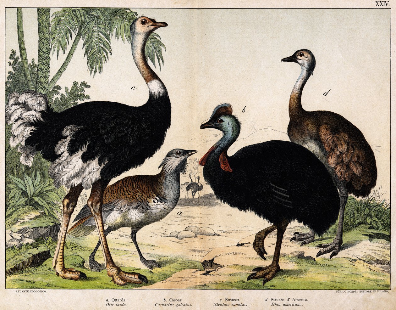 a: Abetarda grance (Otis tarda), b: Casoar (Casarius galeatus), c: Avestruz Africana (Struthio camelus), d: Nandon (Rhea Americana) -In "Natural History of Oideals", ed. Hoepli, Milão de Unknown artist