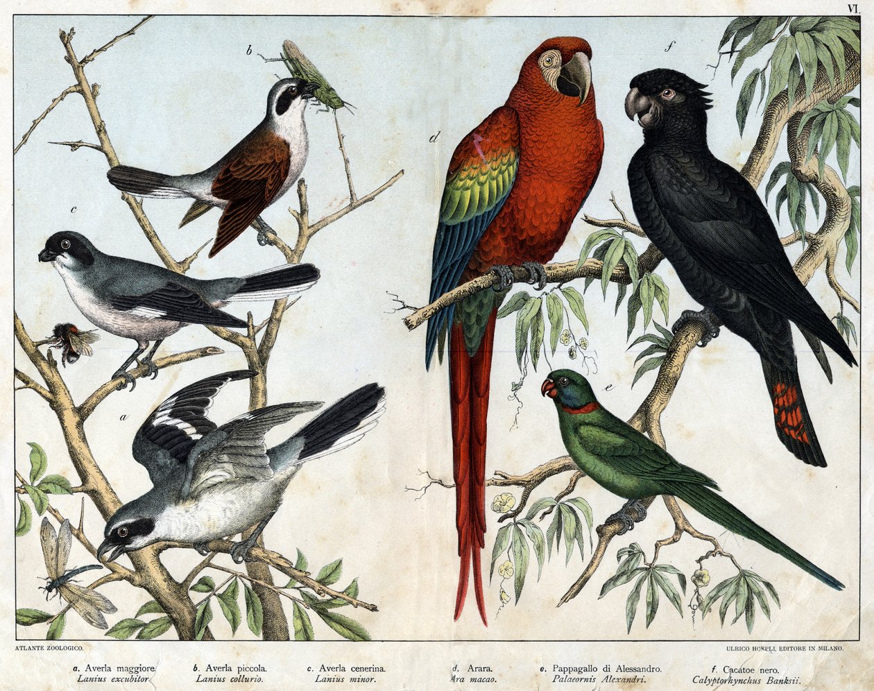 a: Grey grieche (Lanius excubitor), b: Northern grieche (Lanius collurio), c: Grieche de peito rosa (Lanius linor), d: Ara macao vermelho (Ara macao), e: Papagaio de Alexandria (Palaeornis Alexandria), f: Cacatos Bancários (Calyptorynchus banksii) - em "Hi de Unknown artist