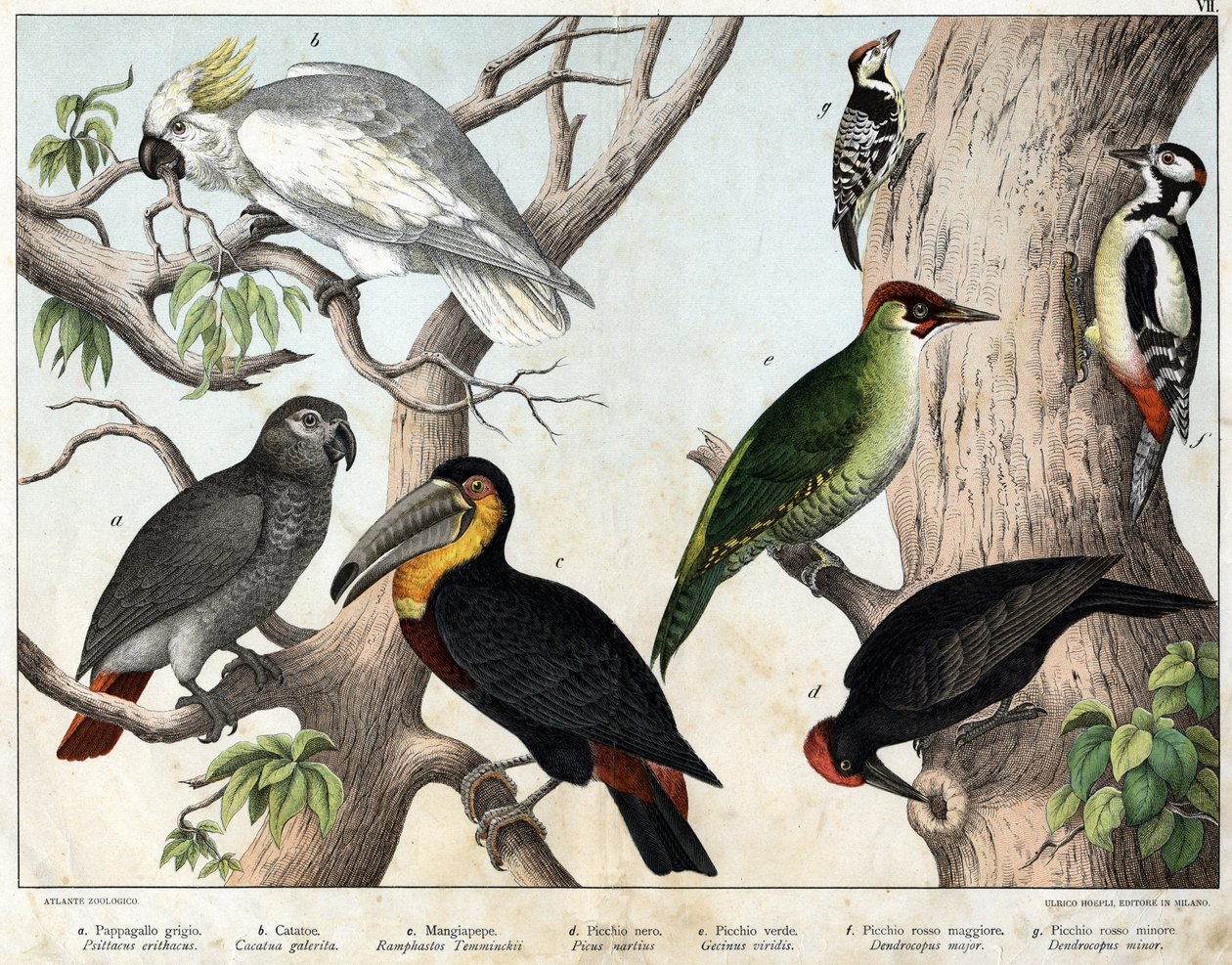 a: Papagaio cinzento (Psittacus erithacus), b: Papagaio cacatua (Cacatua galerita), c: Tucano (Ramphastos temminckii), d: Pica-pau-preto (Picus Martius), e: Pica-pau verde (Gecinus veridis), f: Pica-pau vermelho maior (Dendrocopus minor in) - "História Nat de Unknown artist