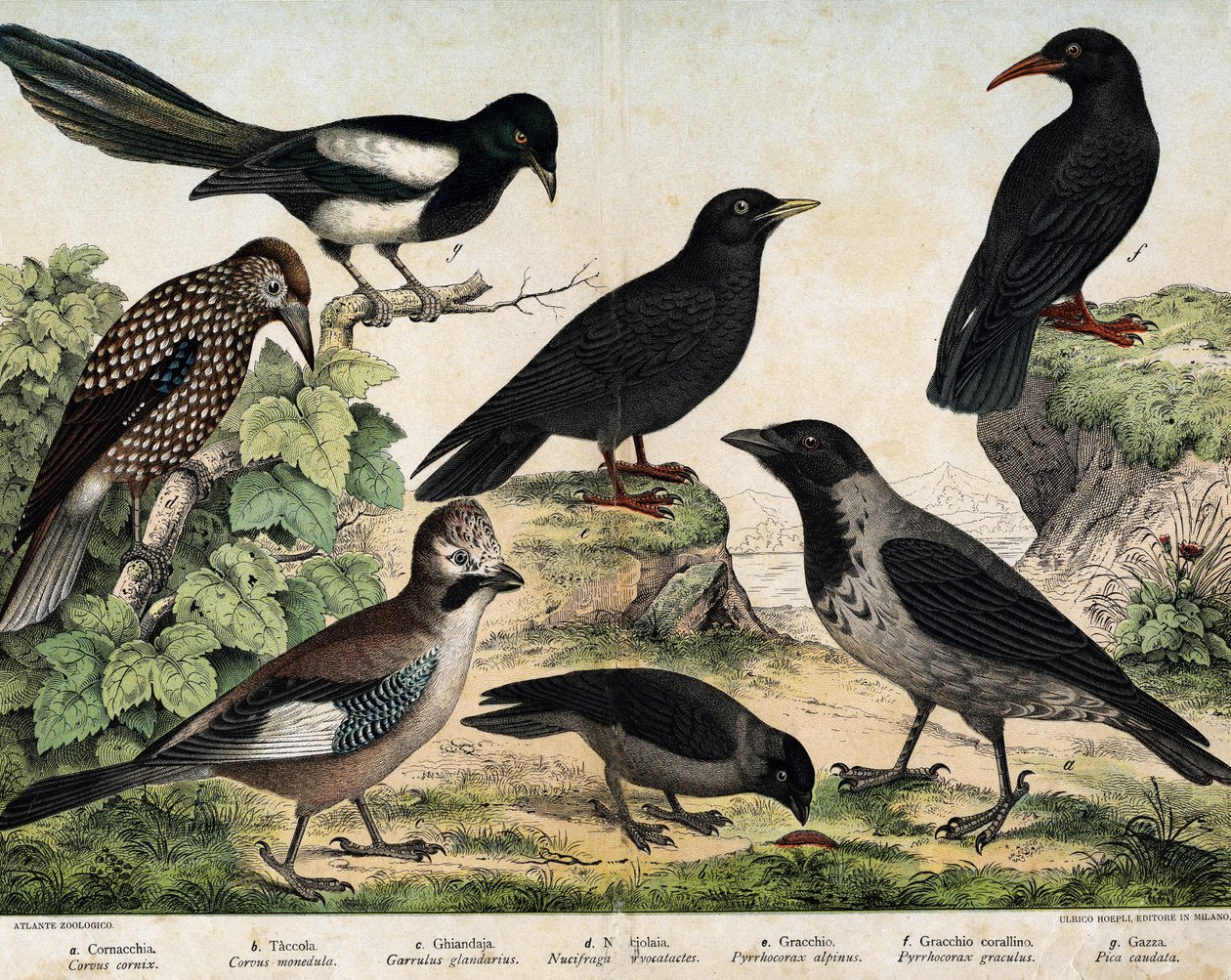 a: Corvo mantélico (Corvus cornix), b: Brotos comuns (Corvus monedula), c: Gaio do canal (Garrulus glaudarius), d: Cassenoix manchado (Nucifraga caryocatates), e: Chocad de bico amarelo (Pyrrohocorax alpinus), f: Bico vermelho (Pyrrhocorracorracorracorrax) de Unknown artist