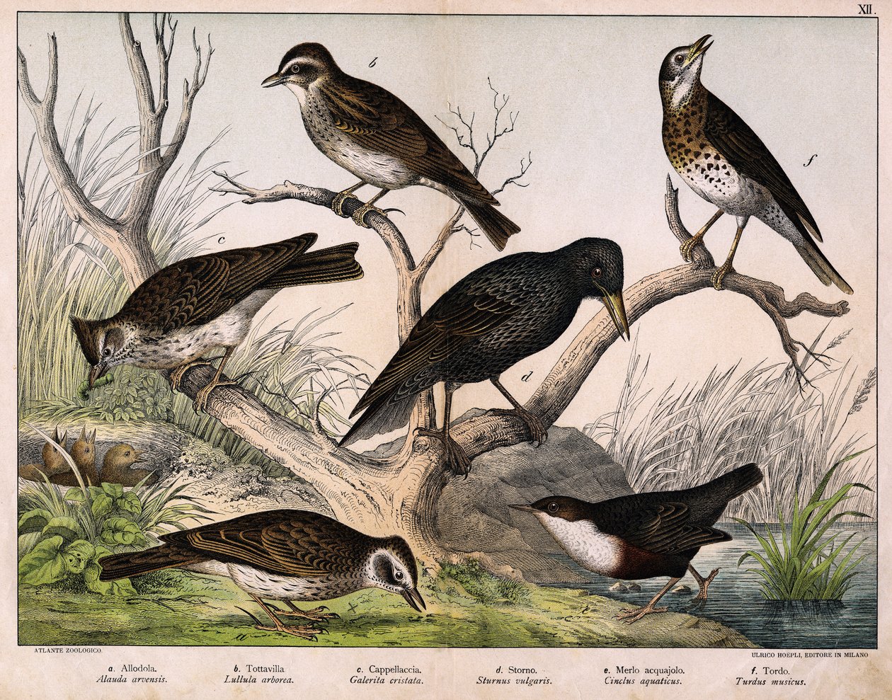 a: Lark do Norte (Alauda arvensis), b: Lulu lark (Lullula arborea), c: Cappellaccia (Galerita cristata), d: Estorninho de Sansonnet (Sturnus Vulgaris), e: Pato (Cinclus aquaticus), f: Thrush (Turdus musicus) - em "Natural History of birds" ", ed. Hoepli, M de Unknown artist