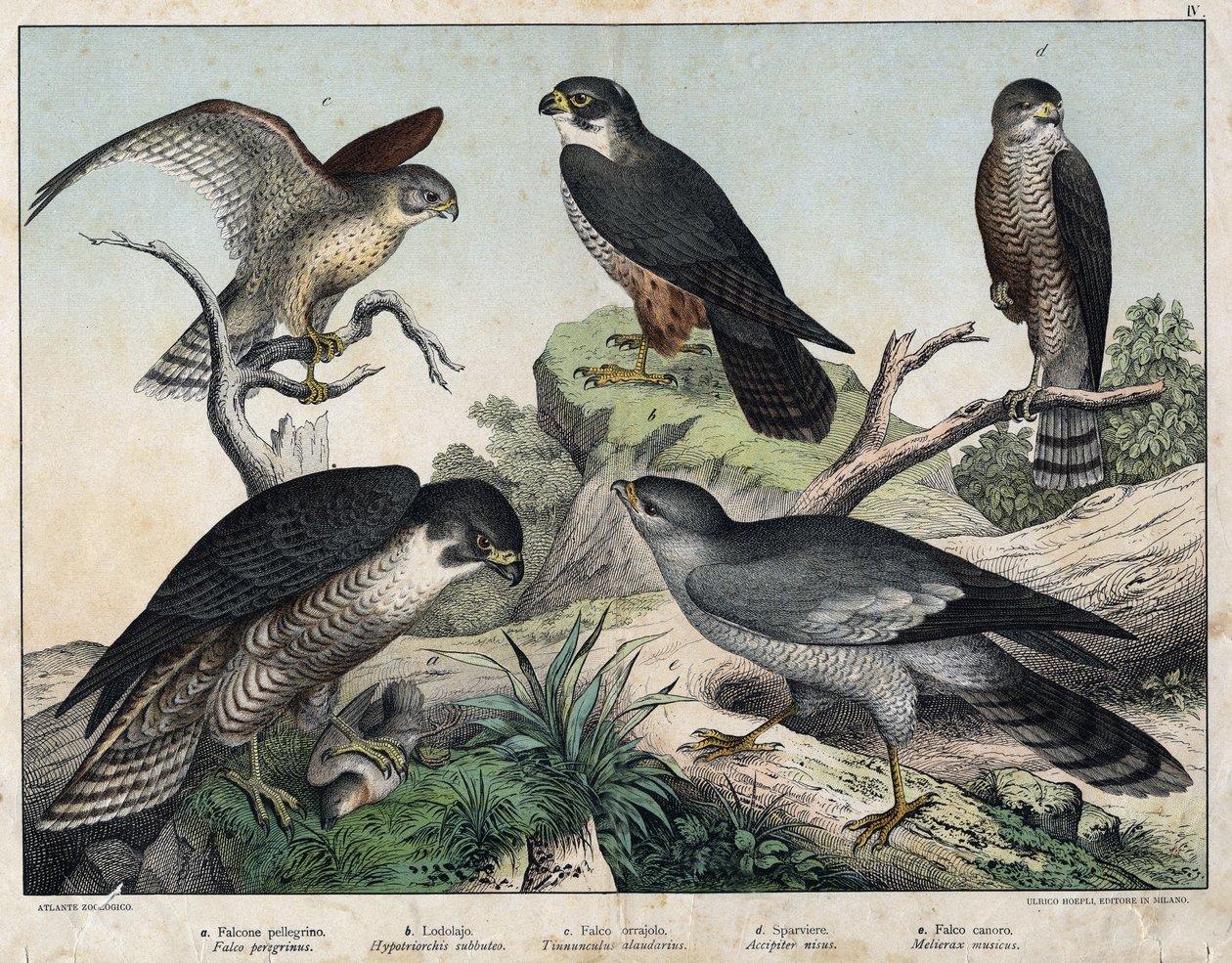 a: Falcão-peregrino (Falco peregrinus), b: Falcão- Falcão (Hypotriorchis subbuteo), c: Falcão Peneireiro (Tunnunculus alaudarius), d: Falcão-grossudo (Kestrel Falcon), d: Falcão falcão europeu (Accipiter nisus), e: Cantando ao redor (Melierax musicus) - em de Unknown artist