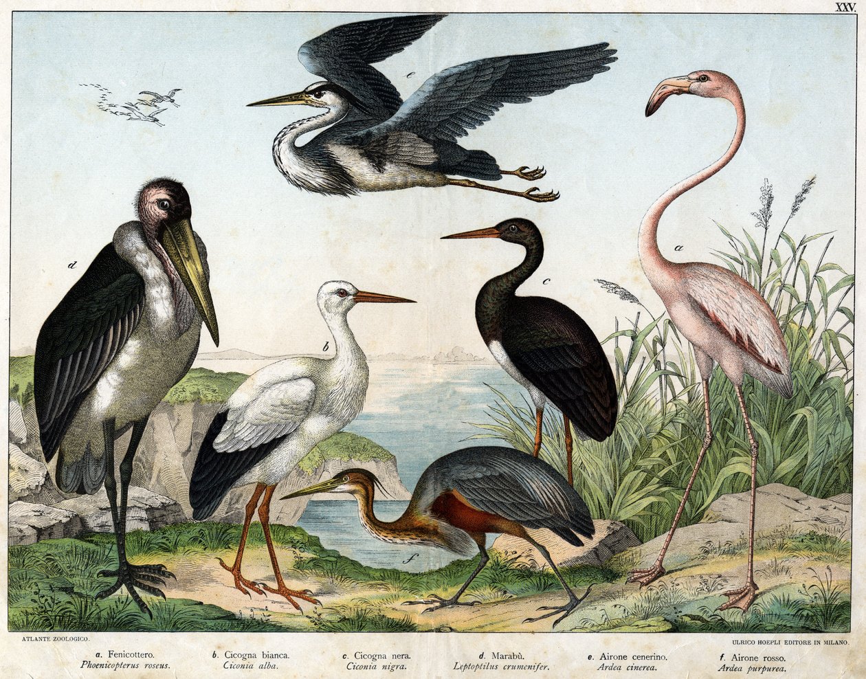 a: Fenicóptero ou Flamingo (Phoenicopterus roseus), b: Cegonha branca (Ciconia alba), c: Cegonha preta (Ciconia migra), d: Marabutis (Leptoptilus crumenifer), e: Garça branca (Ardea cinerea), f: Garça vermelha (Ardea purpurea) - em "História Natural das Av de Unknown artist