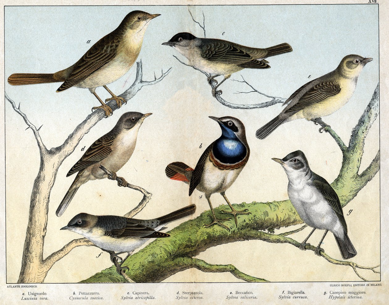 a: Rossignol (Luscinia vera), b: Pettazzuro (Cyanecula suecica), c: Blackhead (Sylvia atricapilla), d: Sterpazzola (Sylvia ciciera), e: Becfigue (Sylvia salicaria), f: falcão (bigiarella, Sylvia curruca), g: Canepino Giore (Hypolais icterina) - em "Natural de Unknown artist