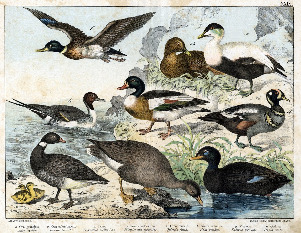 a: Semente de ganso (Asner segetum), b: Brant (Branta bernicla), c: Sidra comum (Somateria mollissima), d: Pato Arlequim (Histrionicus torquatus), e: Pato Preto (Oidemia fusca), f: Pato-real (Anas boschas), g: Tadona de Belon (Adorna cornuta), h: Rabo-de-A de Unknown artist
