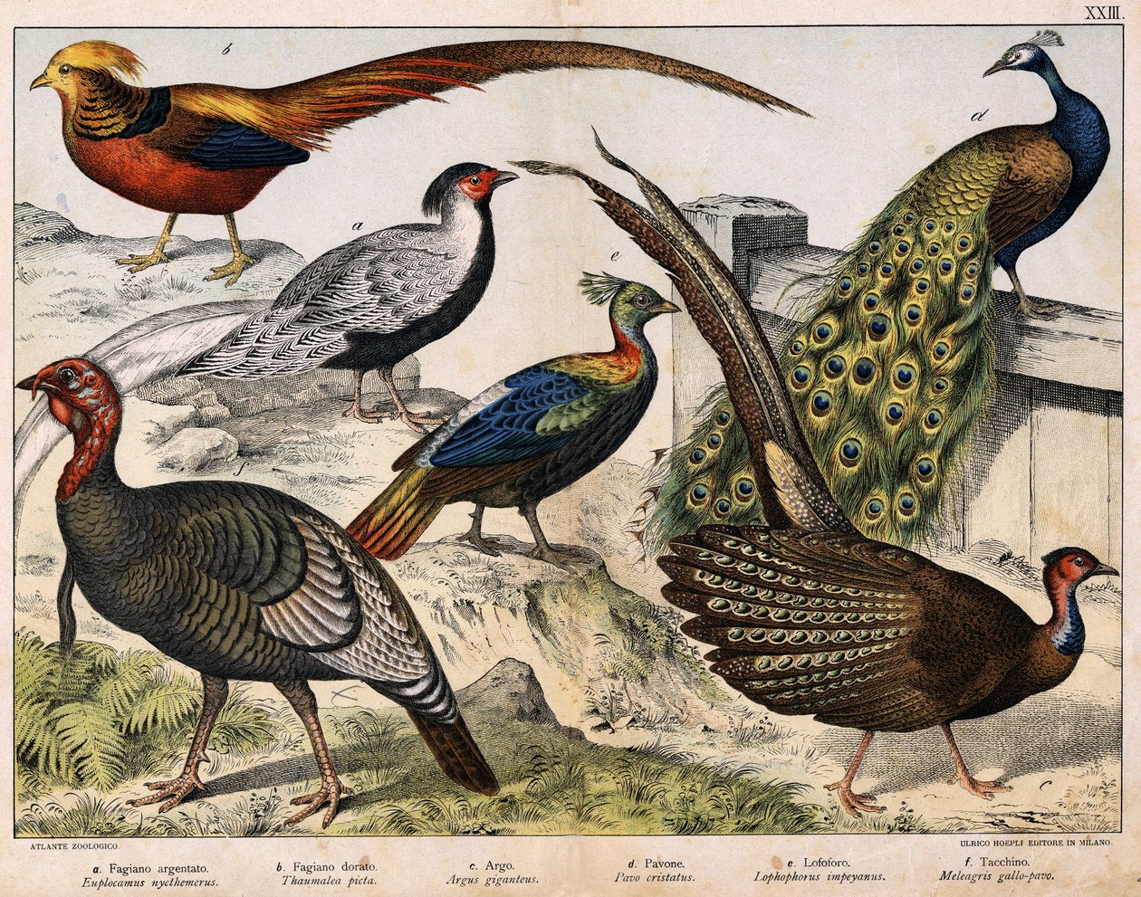 a: Faisão de prata (Euplocamus nycthemerus), b: Faisão dourado (Thaumalea picta), c: Faisão majestoso (Argus giganteus), d: Pavão azul (Pavo cristatus), e: Lophophorus impeyanus, f: Turquia (Meleagris gallo-pavo), em "Natural History of birds", ed. Hoe de Unknown artist
