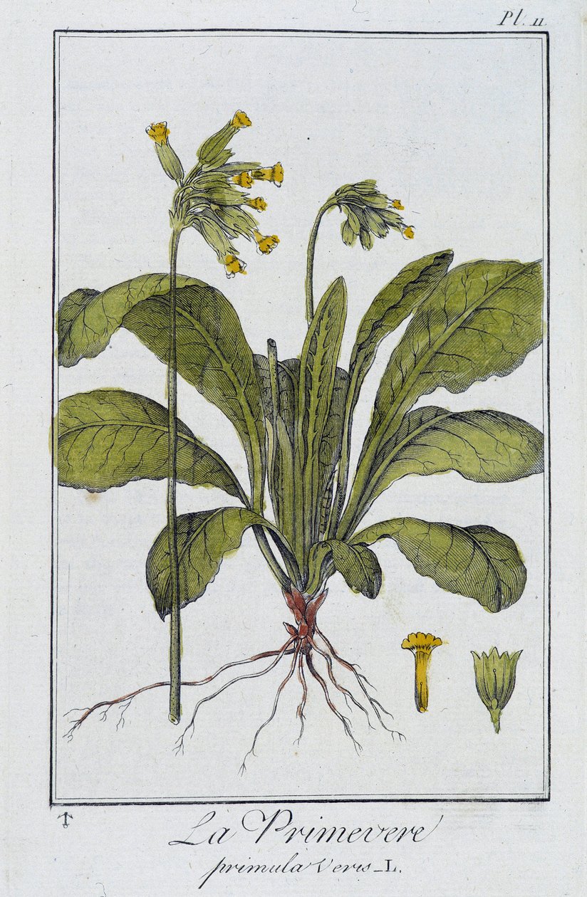 la Primevere (Primula vers) - em "Exercises de botany à l