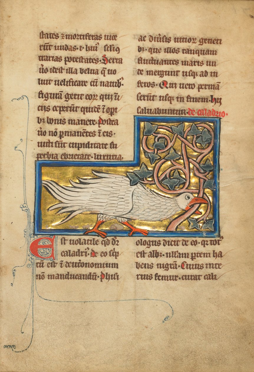 Um pássaro Caladrius de Unknown artist