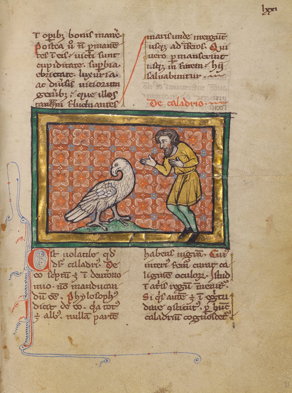 Um pássaro Caladrius de Unknown artist