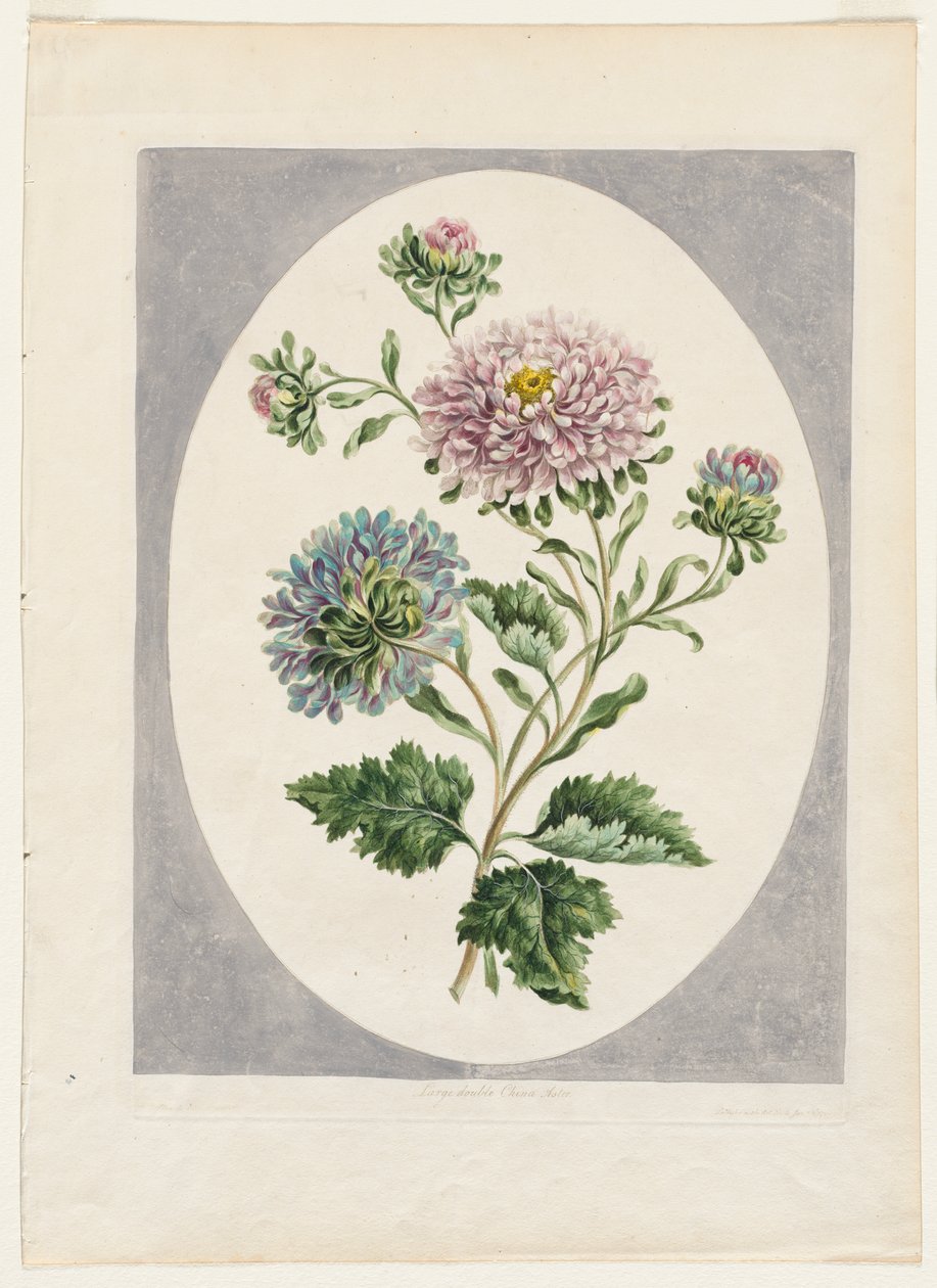 Uma coleção de flores extraídas da natureza: grande duplo China Aster de Unknown artist
