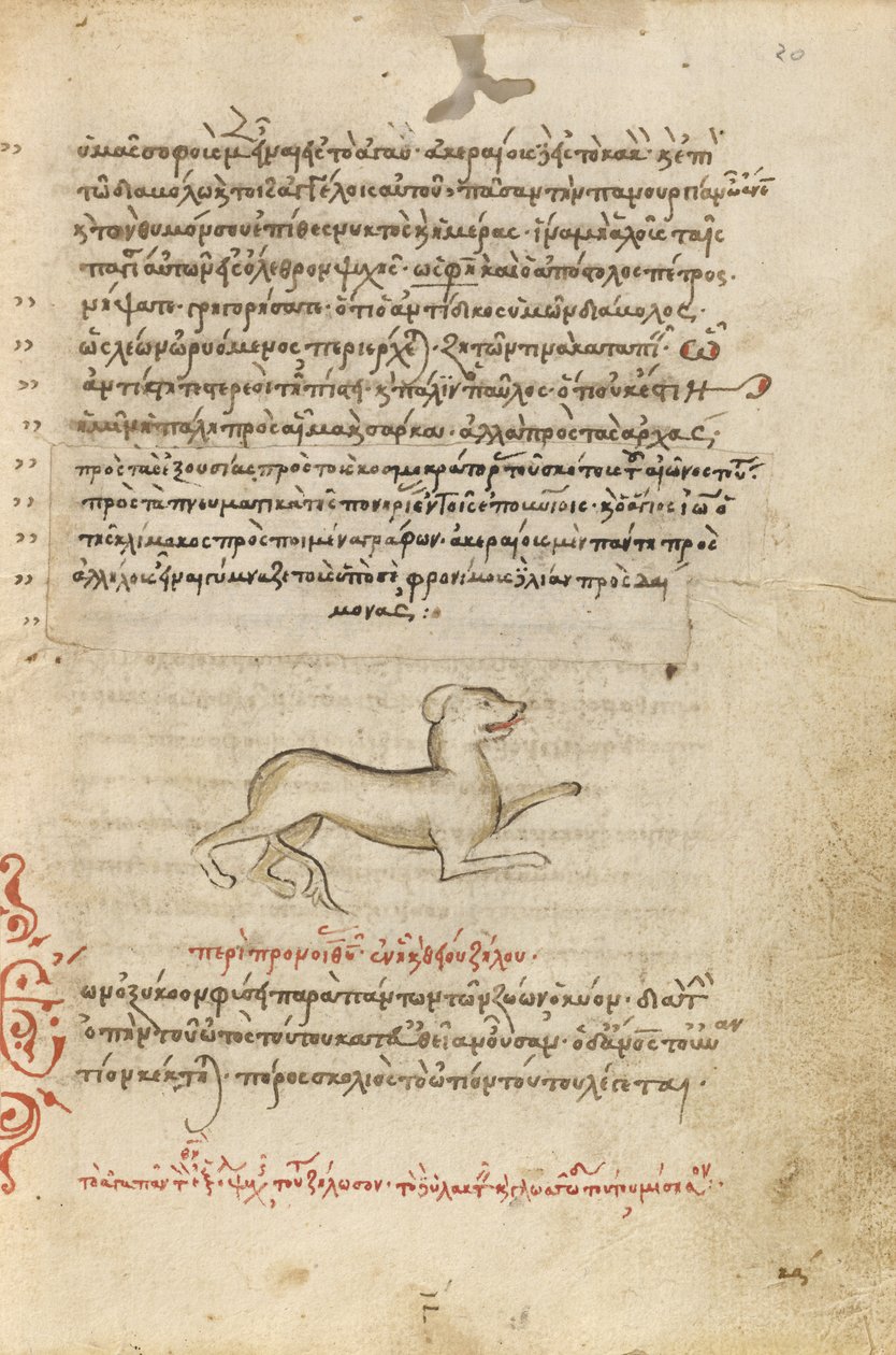 Um cão de Unknown artist