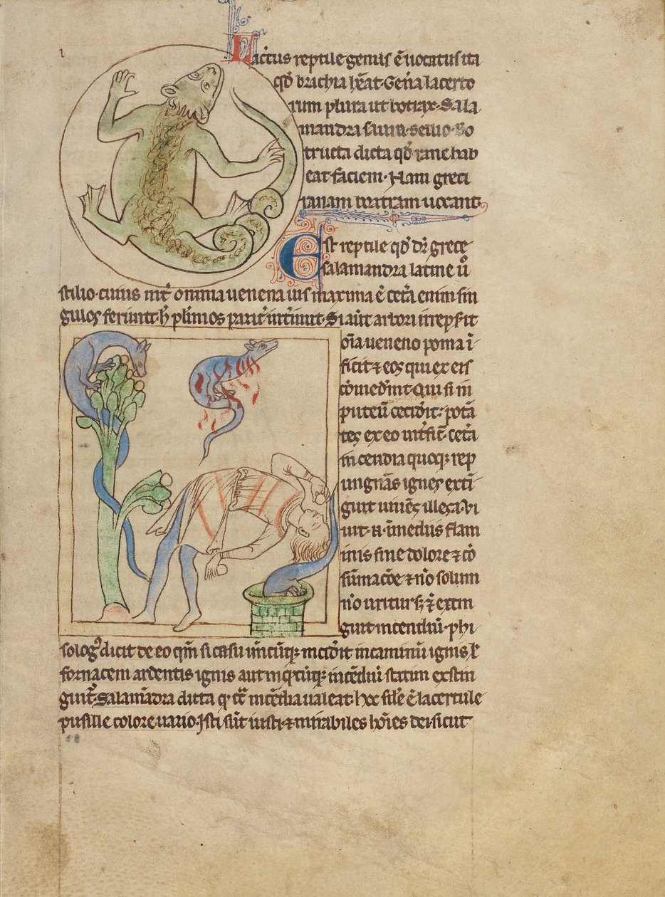 Um lagarto; Salamandras de Unknown artist