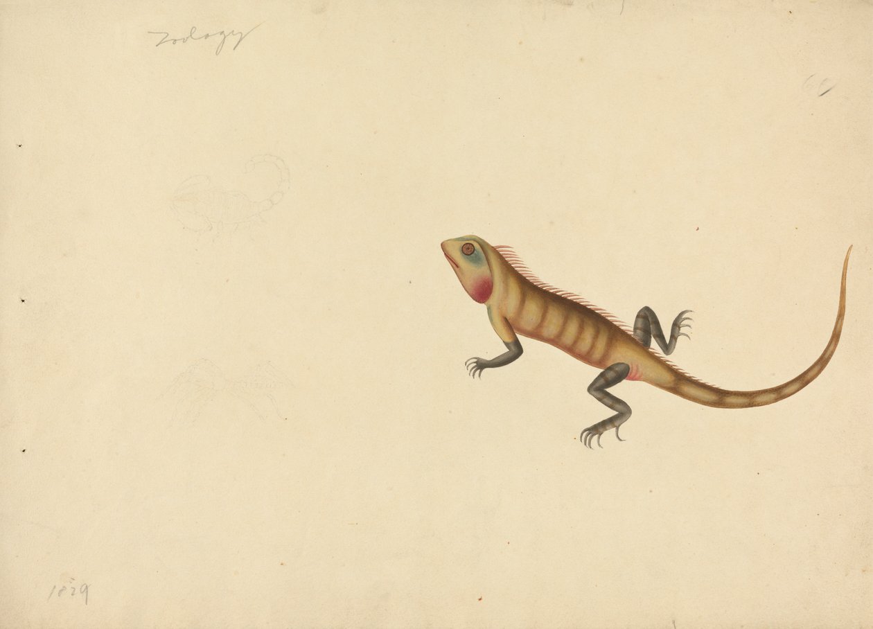 Um Lagarto com Esboços de um Escorpião e de uma Aranha de Unknown artist