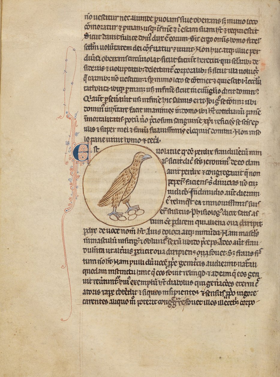 A Partridge de Unknown artist