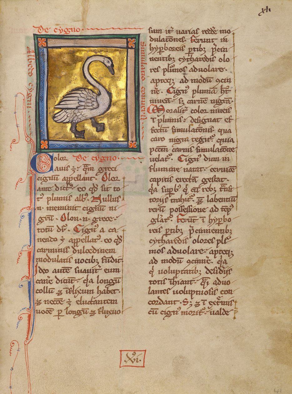 Um cisne de Unknown artist