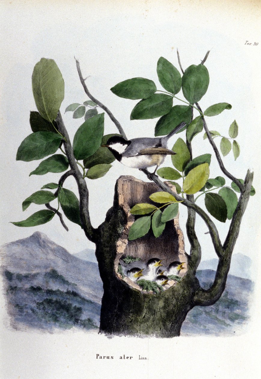 Uma tábua que representa uma ave comum (ou pardal) perto do seu ninho. de Unknown artist