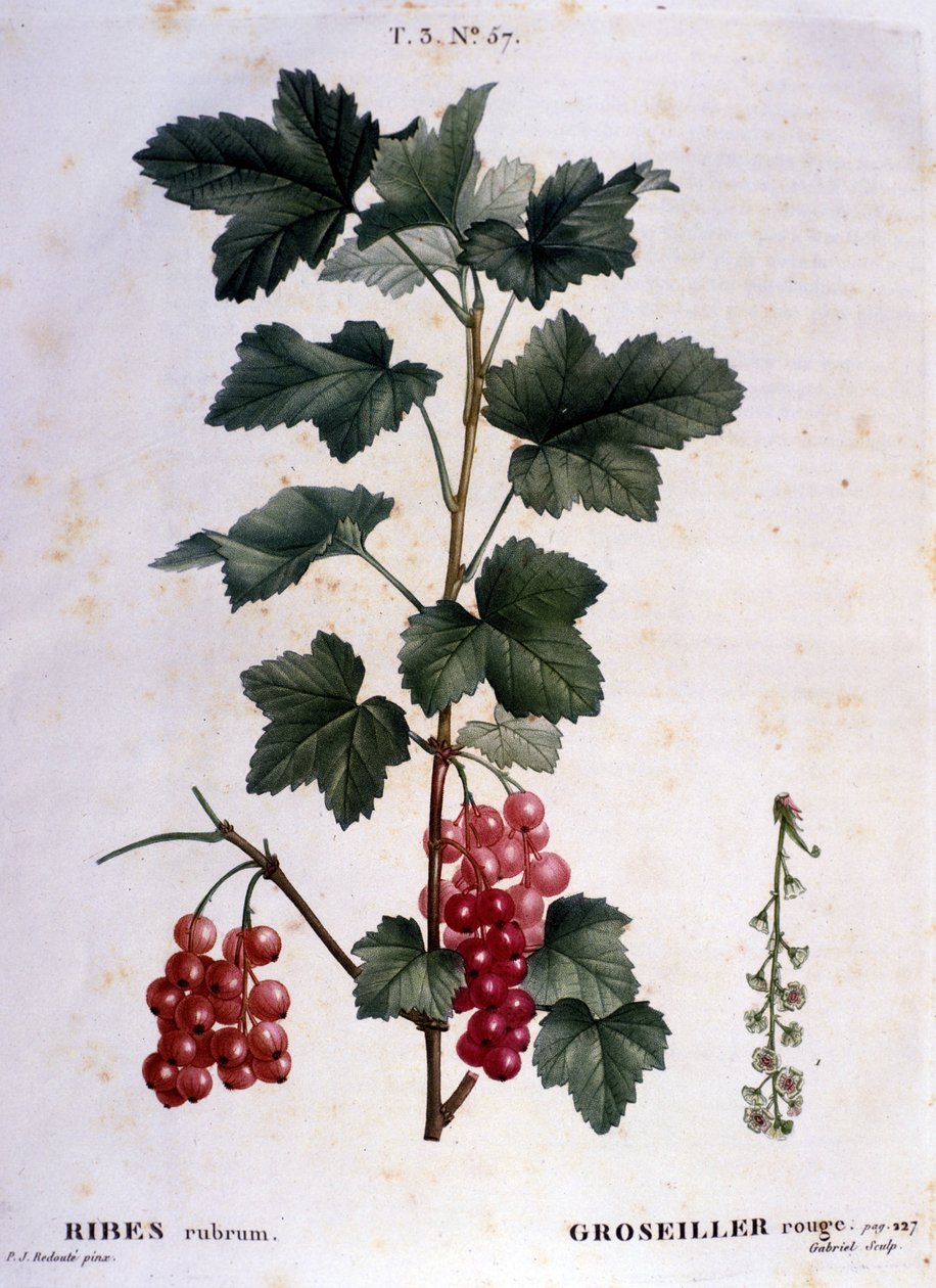 Uma groselha: tabuleiro botânico do século XIX. de Unknown artist