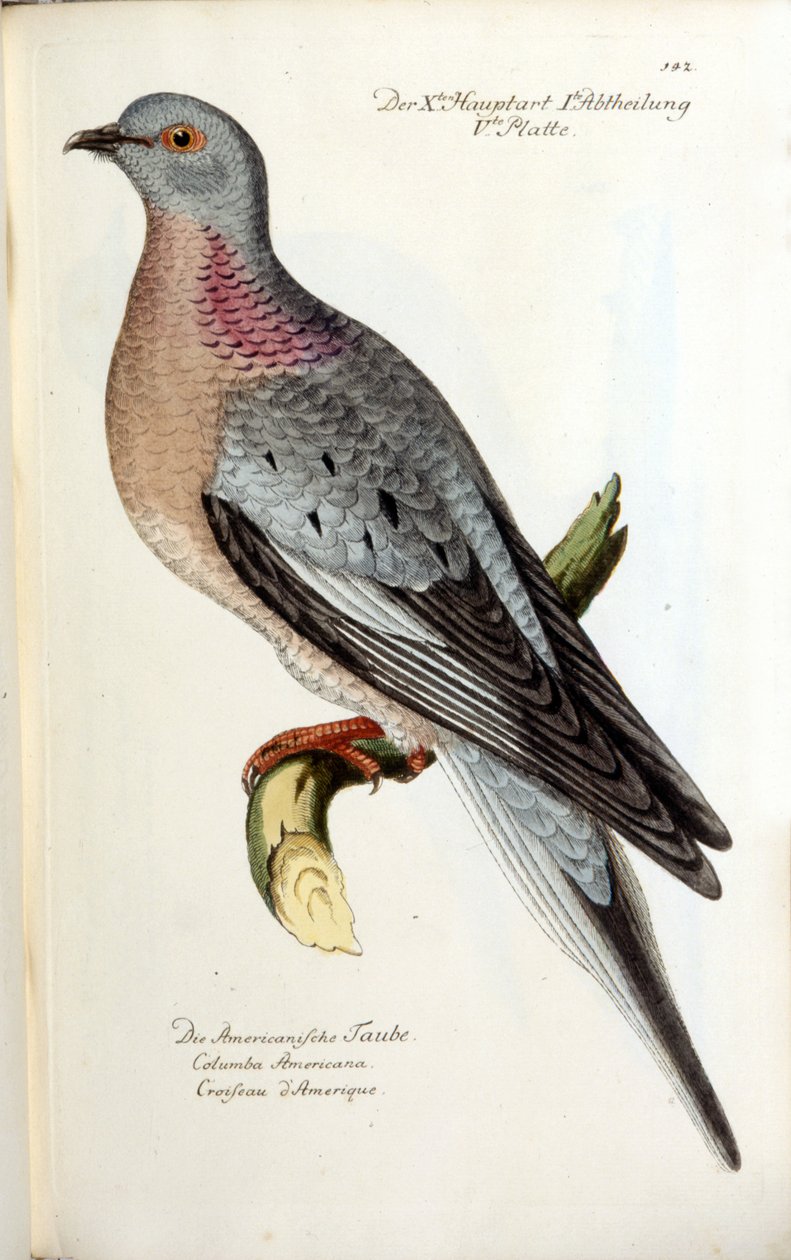 Uma pomba migratória, agora extinta. Gráfico zoológico depois de Fritsch de Unknown artist