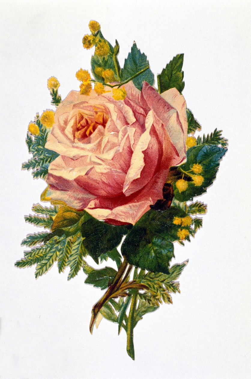 Uma rosa de Unknown artist