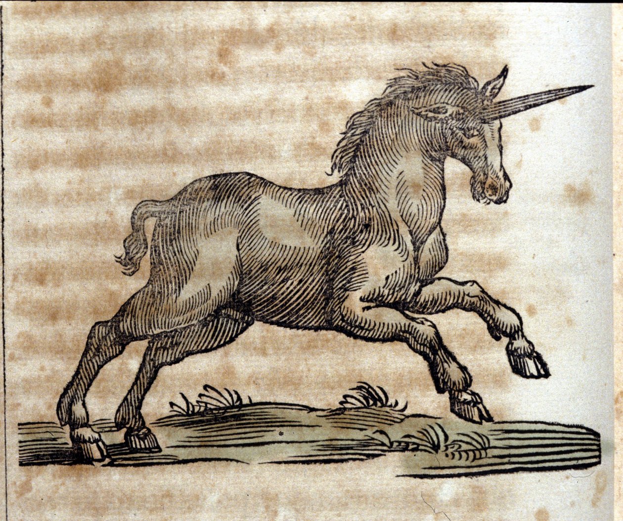 Um unicórnio ou unicórnio, animal mitológico - Gravura de uma obra de Athanasius Kircher (1601-1680), jesuíta, orientalista e erudito alemão de Unknown artist