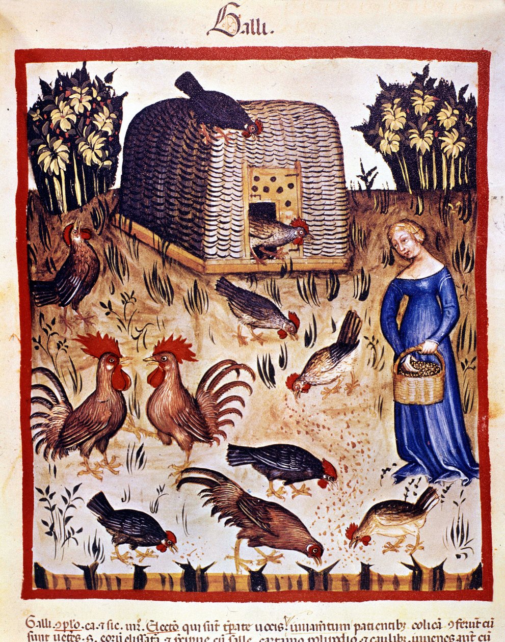 Uma jovem mulher num quintal baixo alimenta galinhas e galos. Iluminação a partir da ordenha de medicamentos e dietética "Tacuinum sanitatis". de Unknown artist