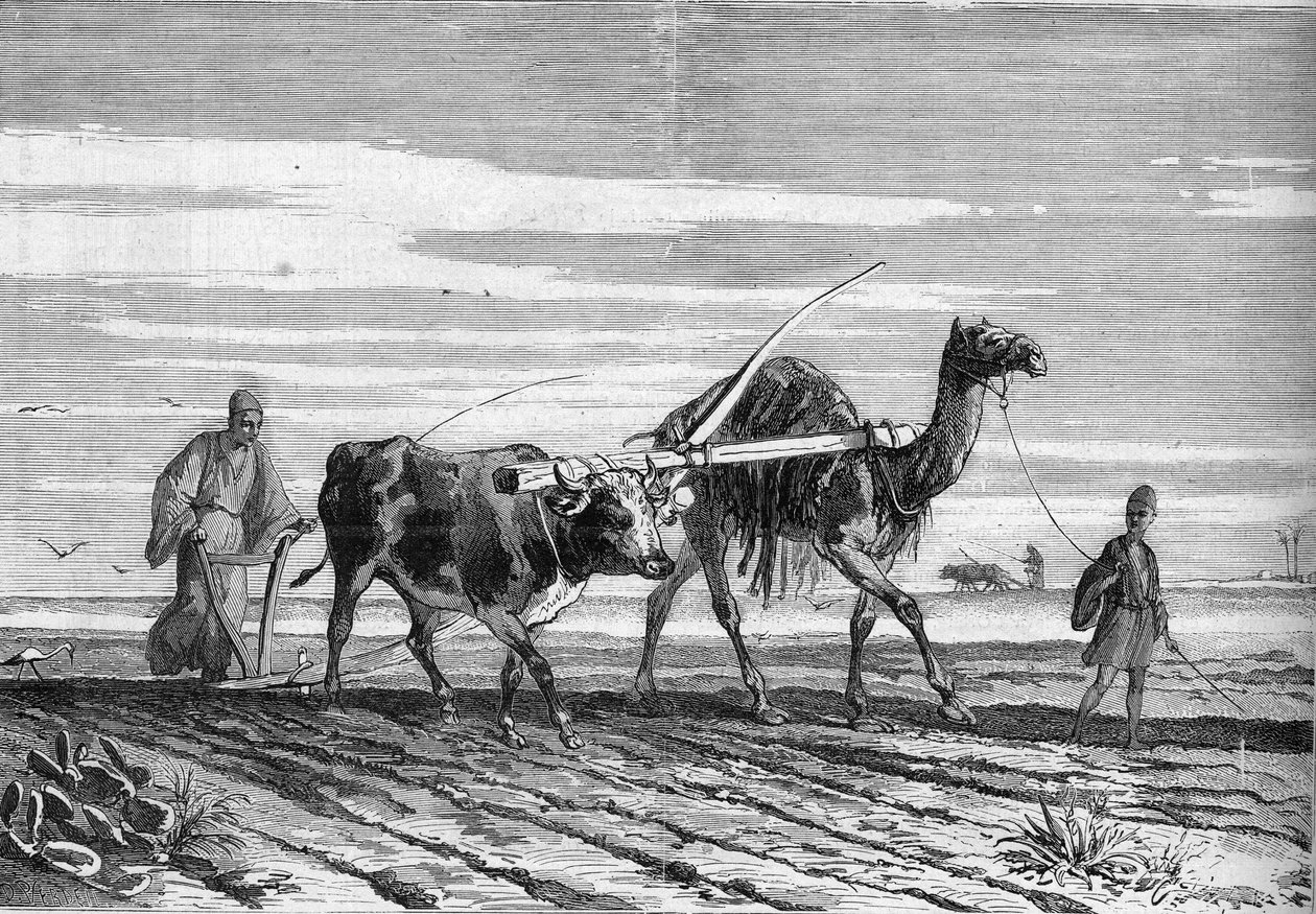 Agricultura no Egipto: um arado puxado por uma vaca e um camelo. Gravura em "Le Monde Illustré" n°1316 de 17 de Junho de 1882. de Unknown artist