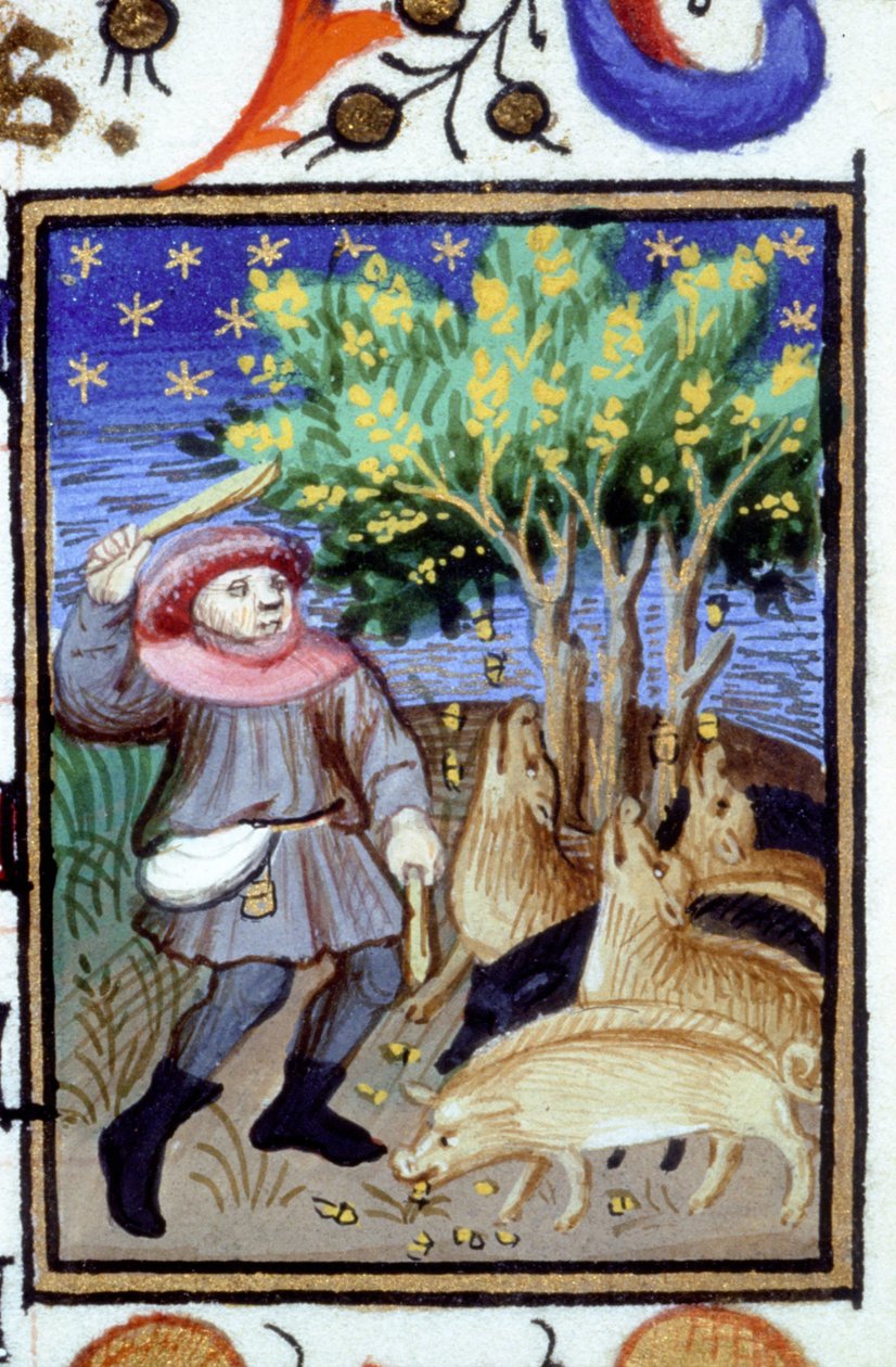 Representação alegórica de Novembro. Um homem com um grupo de porcos comendo bolotas. Miniatura de um manuscrito do século XIV. de Unknown artist