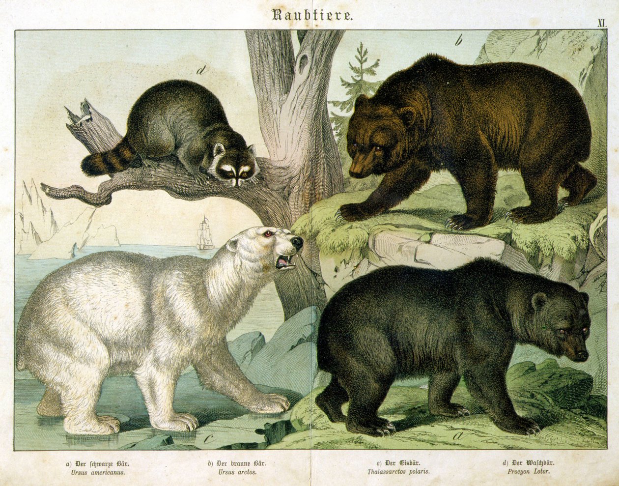 Urso americano, urso pardo, urso polar e marsupial - na "História natural dos mamíferos", ed. Schreiber, Munique de Unknown artist