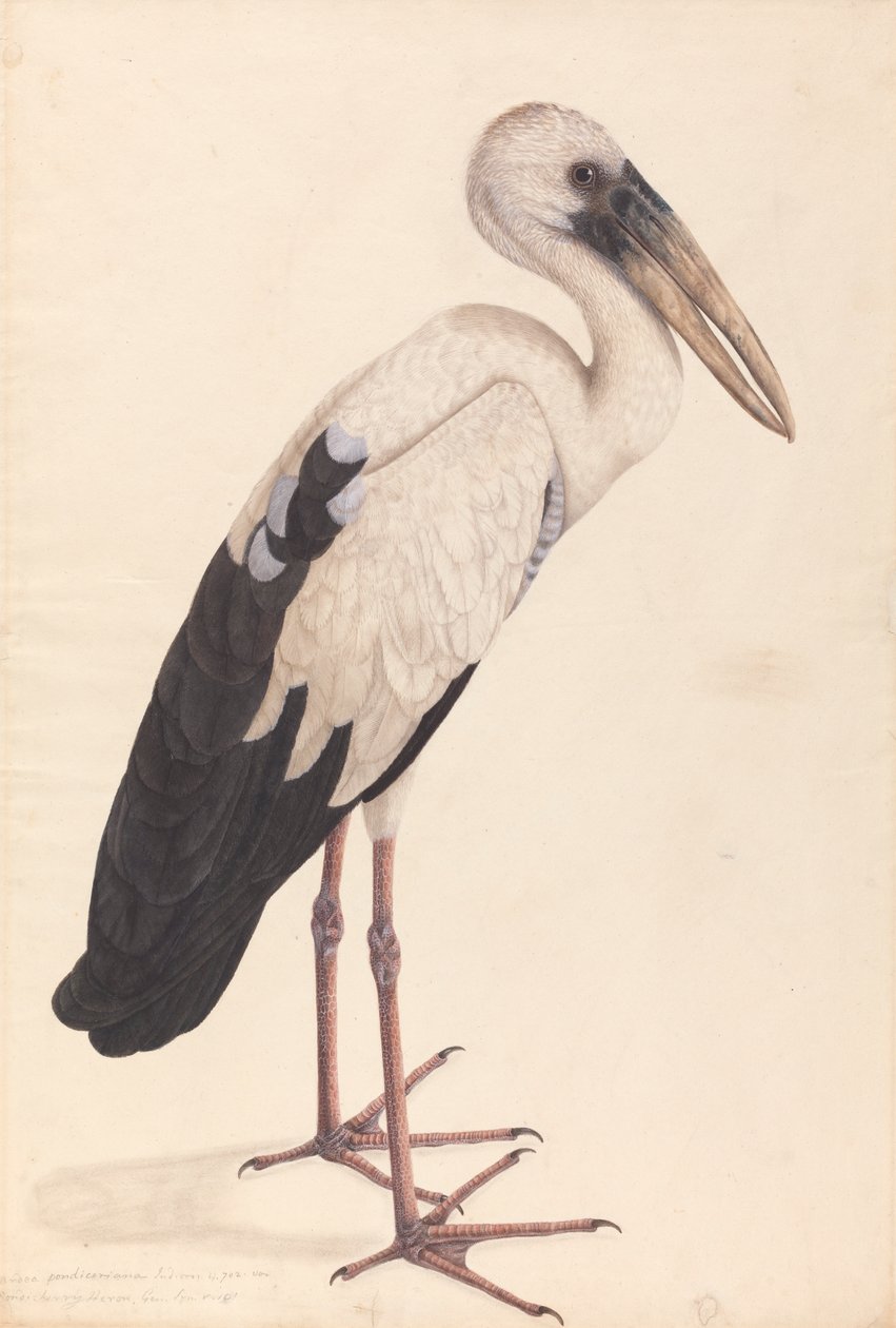Um Openbill Asiático Cegonha (Anastomus oscitans) de Unknown artist