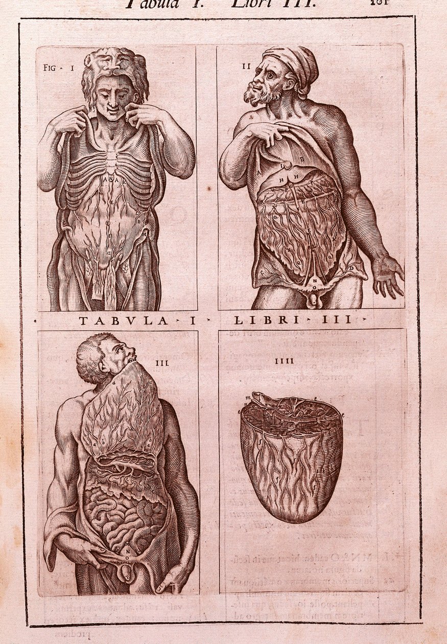 Tábua anatômica representando: as dimensões, músculos do abdômen, intestinos e estômago. Gravura em "" Anatomia Corporis Humani "" de Juan Valverde De Amusco (1525-1588). Tabela I, Livro III. Barcelona. Biblioteca de Catalunya (Biblioteca Nacional de Ca de Unknown artist