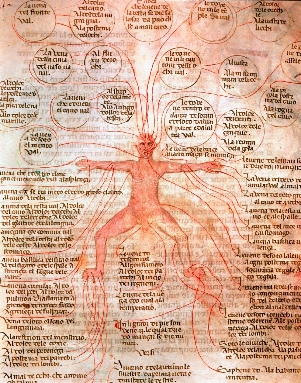 Gráfico anatômico ilustrando a circulação sanguínea Miniatura do manuscrito "De cirúrgia" do século XIII Veneza Biblioteca Marciana de Unknown artist