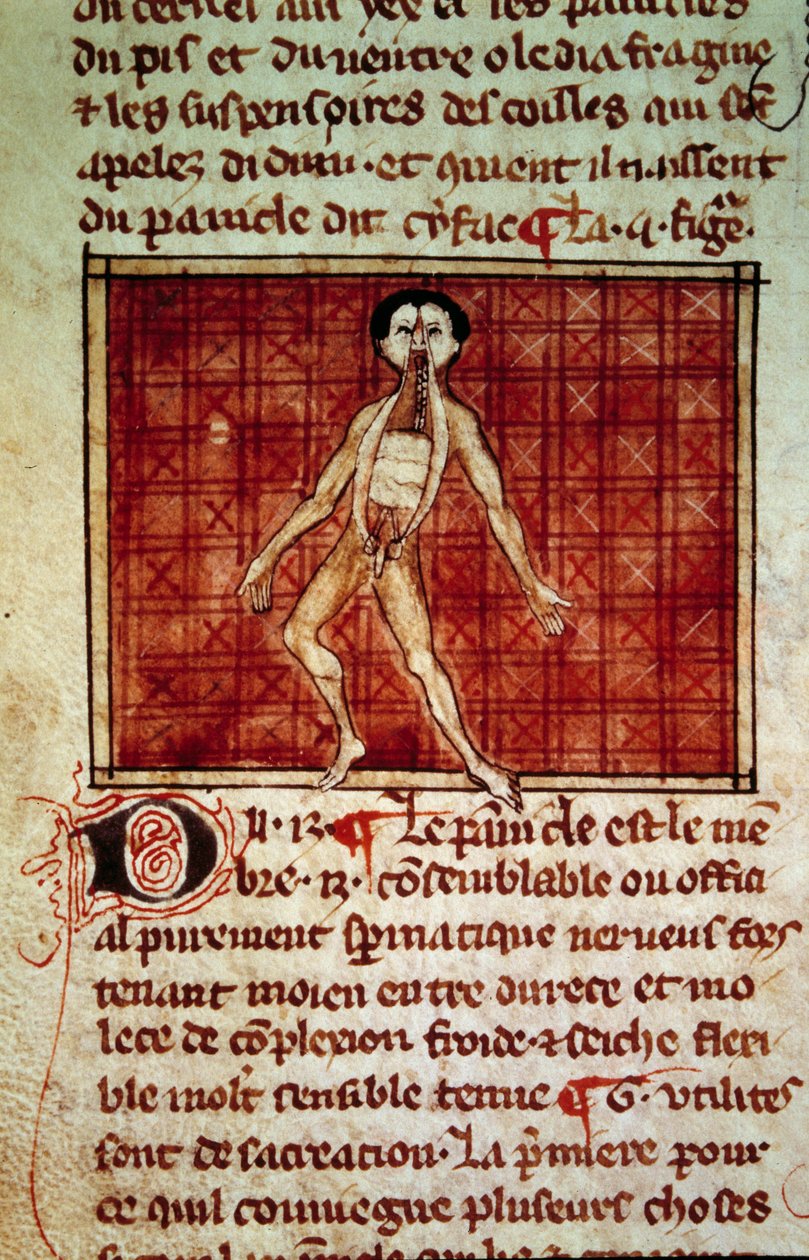 Figura anatómica: casca, peito aberto. Miniatura do manuscrito "Cirurgia" (Folio 11v) escrito por Henri de Mondeville (cirurgião de Philippe Le Bel professor de anatomia) de Unknown artist