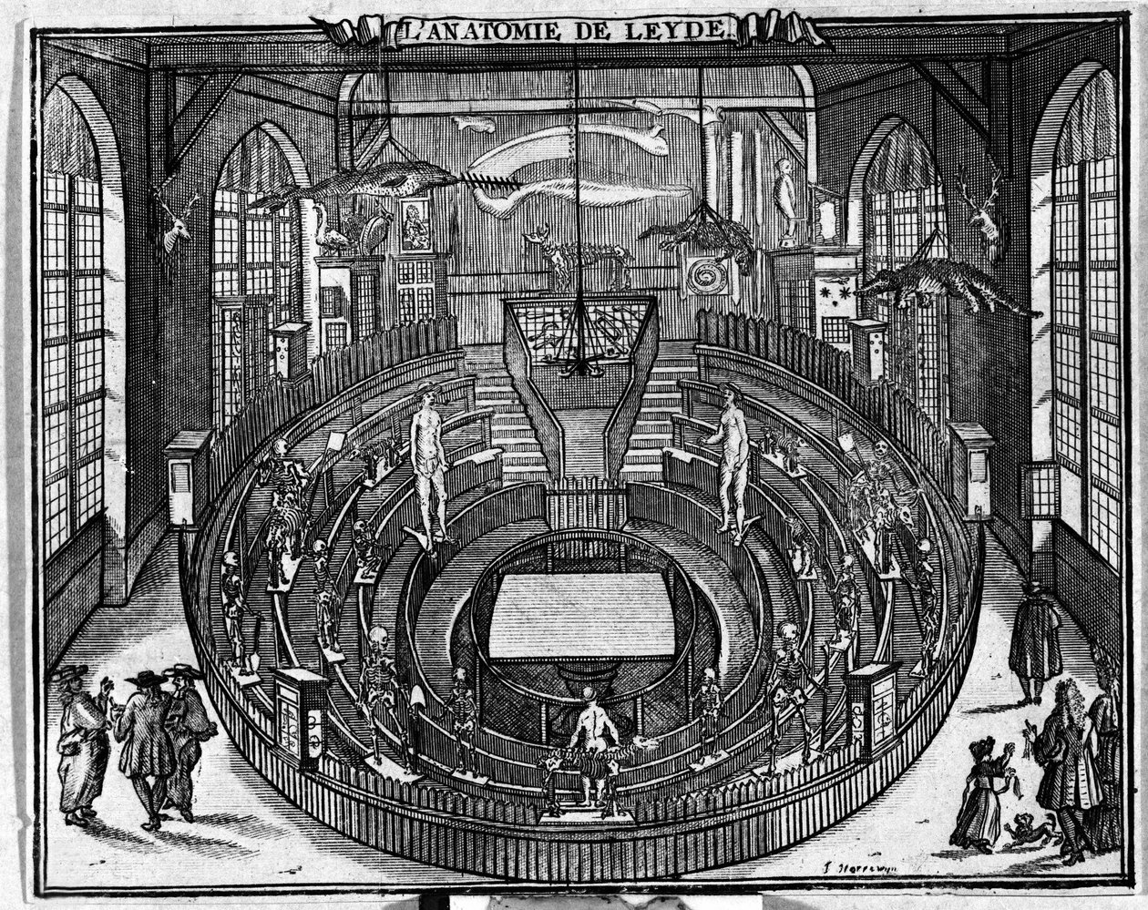 Teatro anatómico da Universidade de Leiden, final do século XVII. de Unknown artist