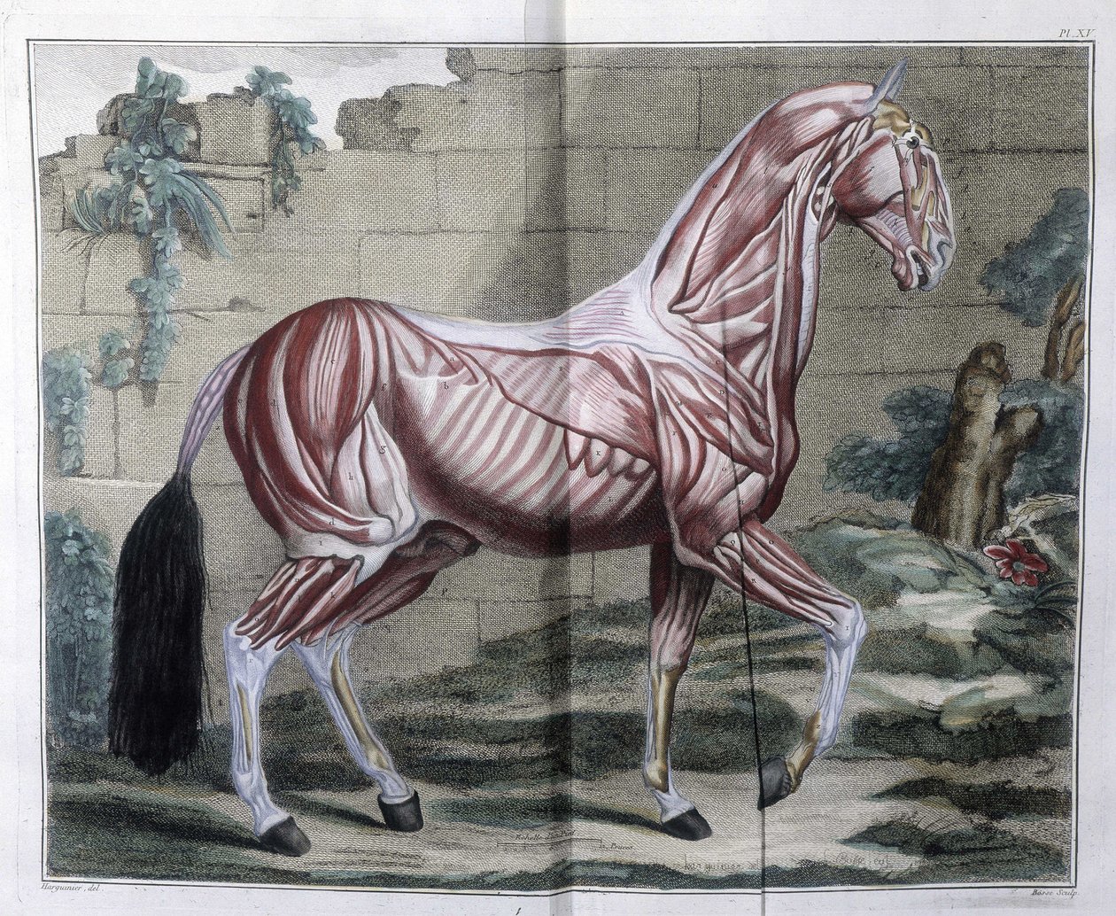 Anatomia do cavalo: "Curso Hippiátrico, tratado completo de medicina equestre" de P. E Lafosse de Unknown artist
