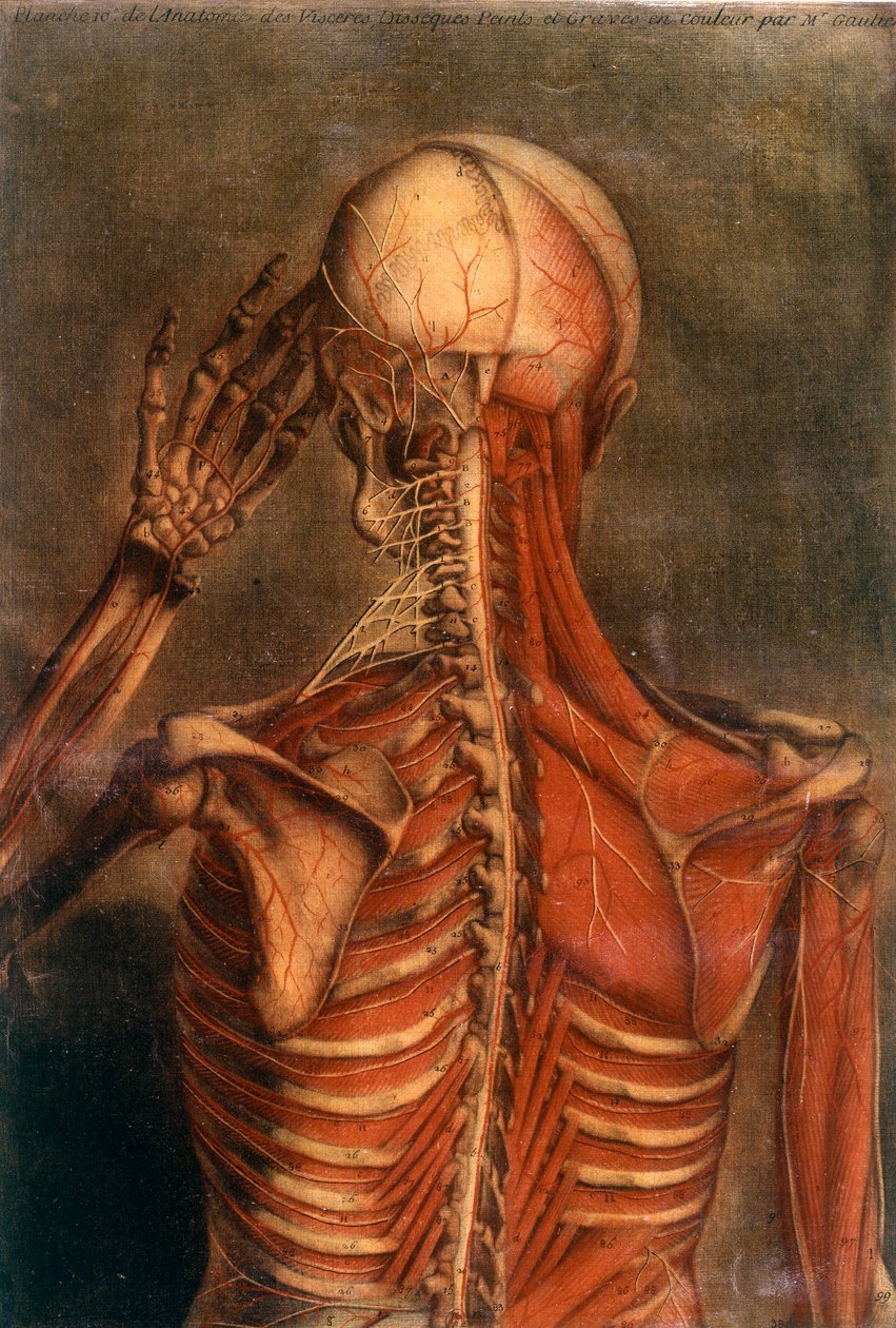 Anatomia do corpo humano: casca vista de trás. Conselho médico do século XVIII Paris, B.N. de Unknown artist