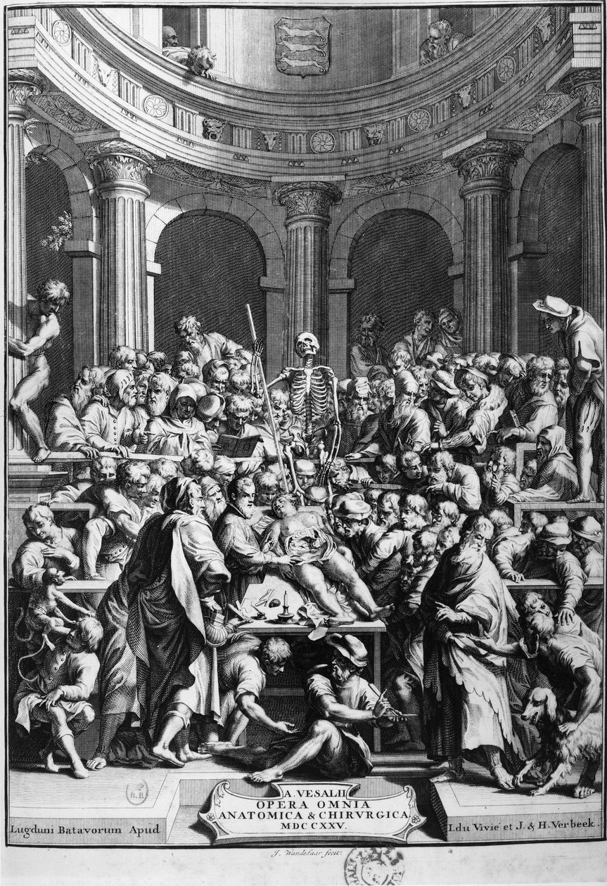 André Vésale (1514-1564), fundador da anatomia moderna, professor de anatomia e cirurgia (Em latim: Andrea Vesalius, em holandês: Andries Van Wesel). de Unknown artist