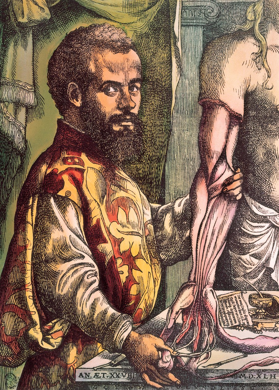 Andreas Vesalius (Gravura de Unknown artist