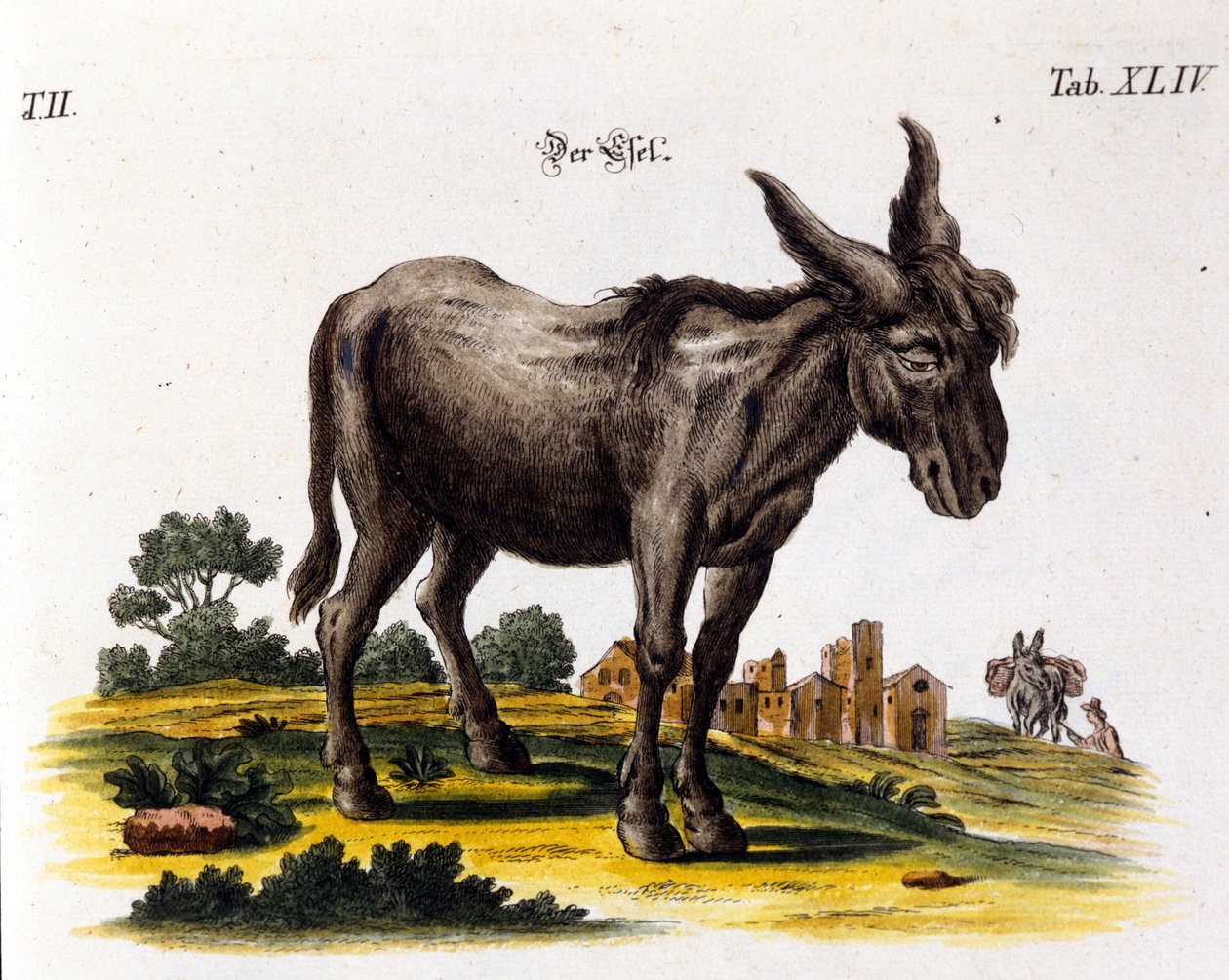 Ankey. Representação do século XVIII. de Unknown artist